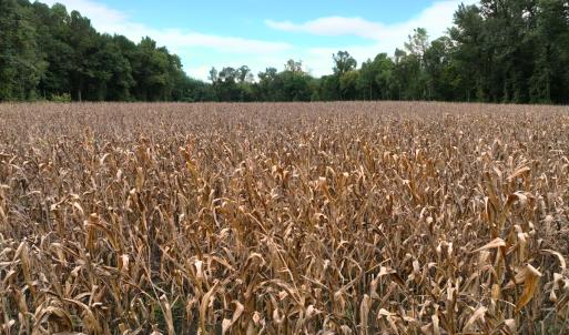 Photo #23 of Off Stocking Head Road, Rose Hill, NC 74.8 acres