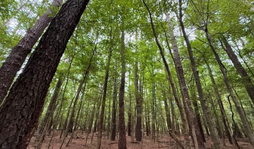 Photo #29 of Off Stocking Head Road, Rose Hill, NC 74.8 acres