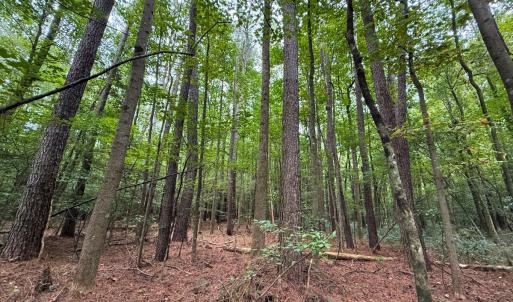 Photo #31 of Off Stocking Head Road, Rose Hill, NC 74.8 acres