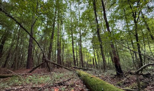 Photo #32 of Off Stocking Head Road, Rose Hill, NC 74.8 acres
