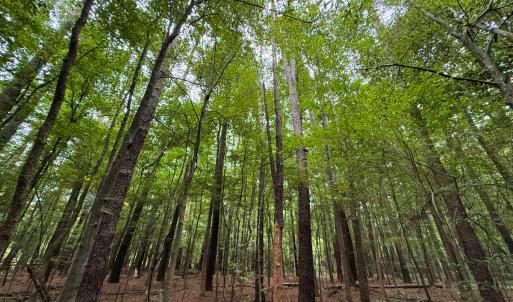 Photo #33 of Off Stocking Head Road, Rose Hill, NC 74.8 acres