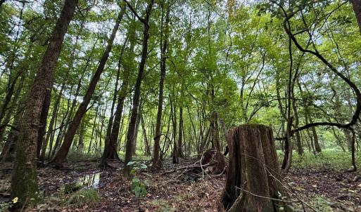 Photo #35 of Off Stocking Head Road, Rose Hill, NC 74.8 acres
