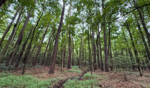 Photo #36 of Off Stocking Head Road, Rose Hill, NC 74.8 acres