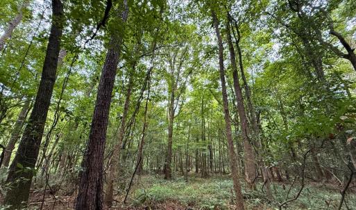 Photo #37 of Off Stocking Head Road, Rose Hill, NC 74.8 acres