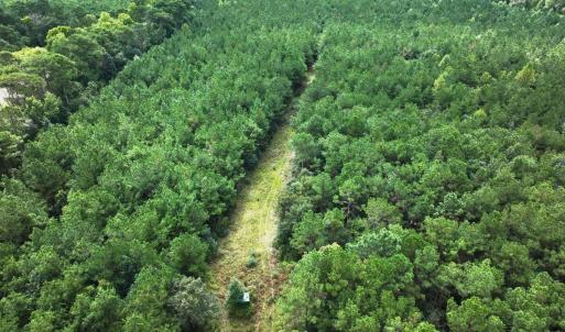 Photo #26 of Off Doc Brown Road, Rose Hill, NC 118.0 acres