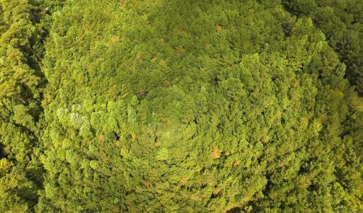Photo #42 of Off Doc Brown Road, Rose Hill, NC 118.0 acres
