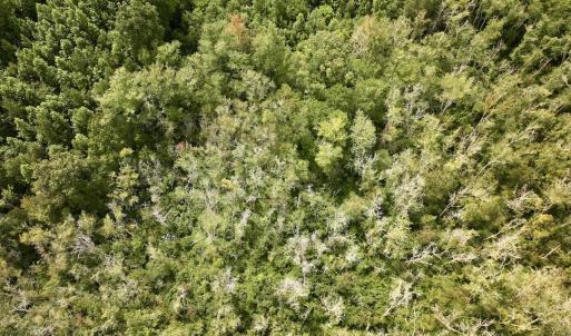 Photo #16 of 1004 No Bottom RD, Warrenton, NC 44.0 acres