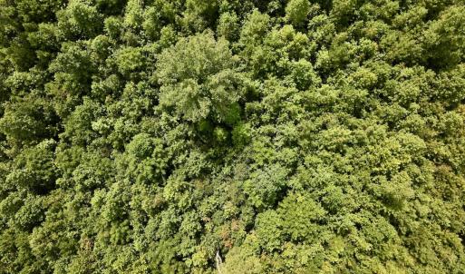 Photo #23 of 1004 No Bottom RD, Warrenton, NC 44.0 acres