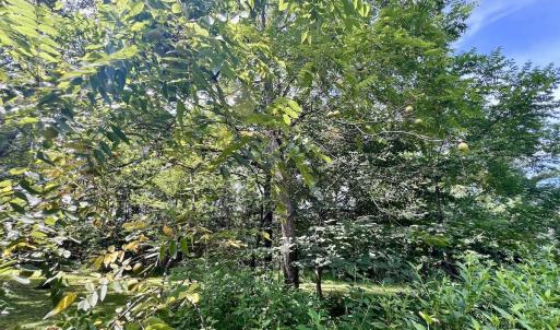 Photo #27 of 1004 No Bottom RD, Warrenton, NC 44.0 acres