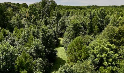 Photo #34 of 1004 No Bottom RD, Warrenton, NC 44.0 acres