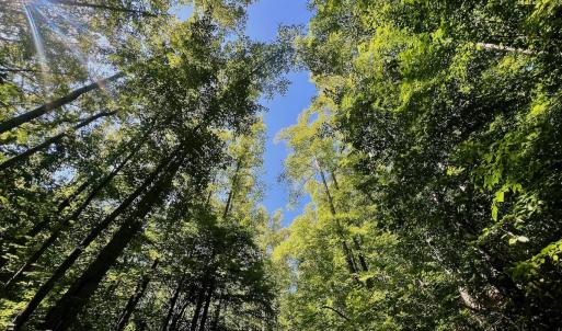 Photo #48 of Off Brights Road, Pittsville, VA 30.4 acres