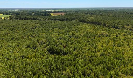 Photo #6 of Off Lagrange Rd, La Grange, NC 86.7 acres