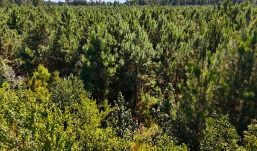 Photo #24 of Off Lagrange Rd, La Grange, NC 86.7 acres