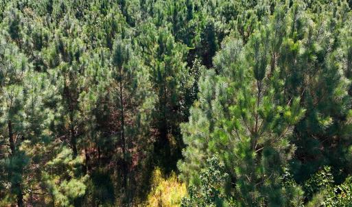 Photo #25 of Off Lagrange Rd, La Grange, NC 86.7 acres