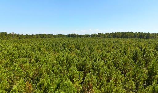 Photo #27 of Off Lagrange Rd, La Grange, NC 86.7 acres