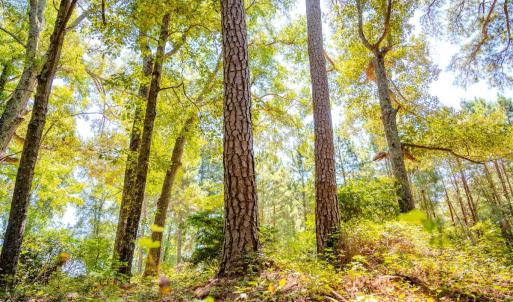 Photo #34 of 6724 Wimberly Rd., Willow Spring, NC 3.8 acres