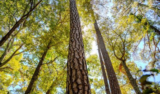 Photo #35 of 6724 Wimberly Rd., Willow Spring, NC 3.8 acres