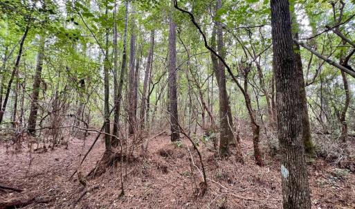 Photo #11 of Off  White Oak River Rd, Maysville, NC 41.0 acres