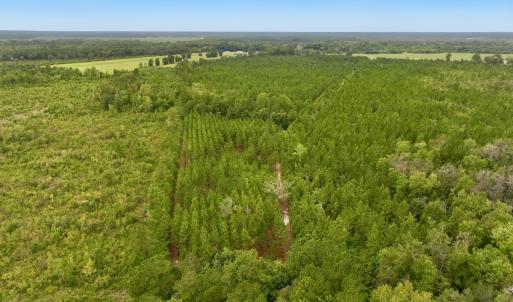 Photo #15 of Off  White Oak River Rd, Maysville, NC 41.0 acres
