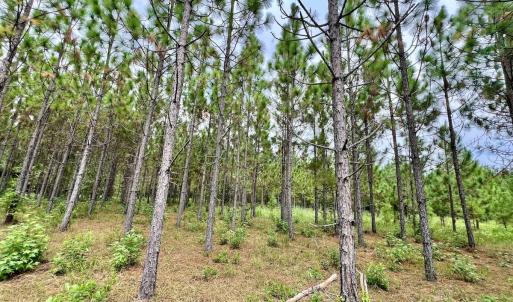Photo #18 of Off  White Oak River Rd, Maysville, NC 41.0 acres
