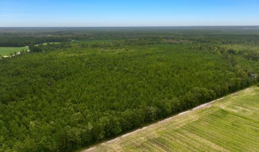 Photo #3 of Off  White Oak River Rd, Maysville, NC 41.0 acres