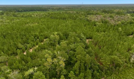 Photo #5 of Off  White Oak River Rd, Maysville, NC 41.0 acres