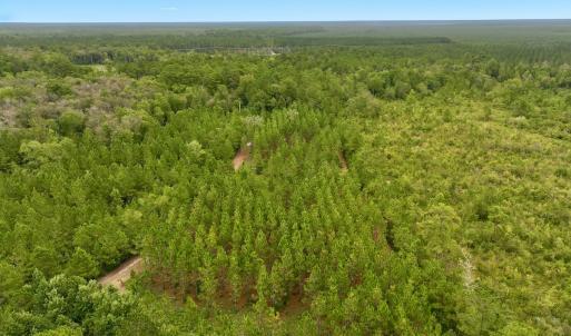 Photo #7 of Off  White Oak River Rd, Maysville, NC 41.0 acres