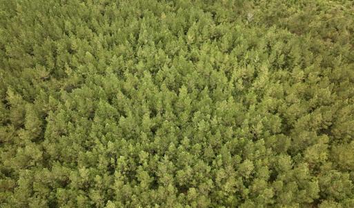 Photo #8 of Off  White Oak River Rd, Maysville, NC 41.0 acres