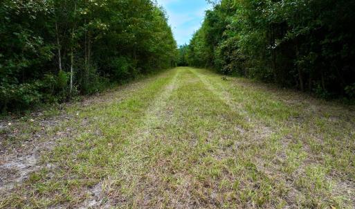 Photo #22 of Off  White Oak River Rd, Maysville, NC 41.0 acres