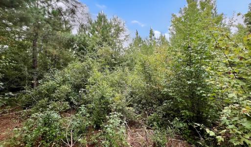Photo #23 of Off  White Oak River Rd, Maysville, NC 41.0 acres