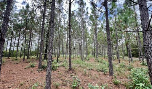 Photo #24 of Off  White Oak River Rd, Maysville, NC 41.0 acres