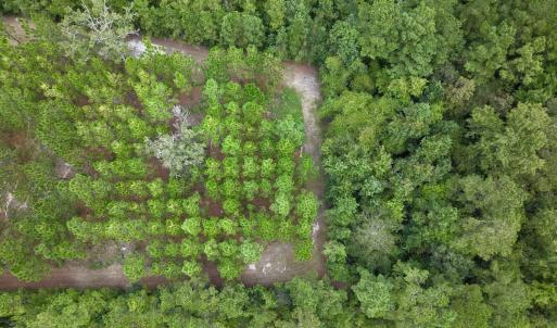 Photo #27 of Off  White Oak River Rd, Maysville, NC 41.0 acres