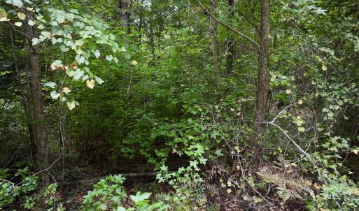 Photo #28 of Off  White Oak River Rd, Maysville, NC 41.0 acres
