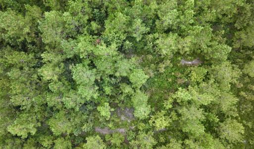 Photo #31 of Off  White Oak River Rd, Maysville, NC 41.0 acres