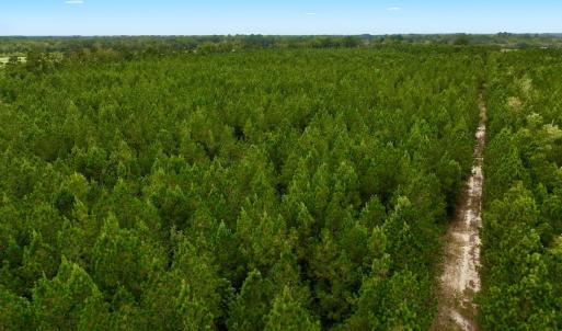 Photo #32 of Off  White Oak River Rd, Maysville, NC 41.0 acres