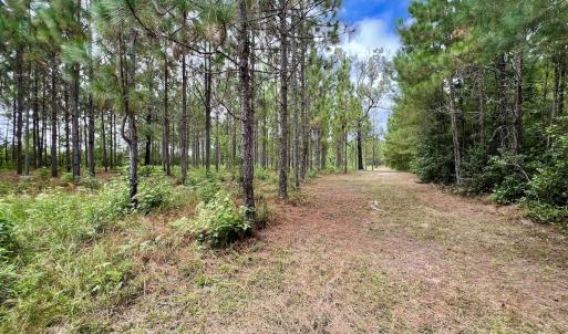 Photo #34 of Off  White Oak River Rd, Maysville, NC 41.0 acres