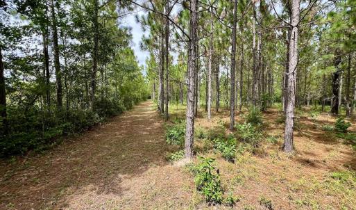 Photo #36 of Off  White Oak River Rd, Maysville, NC 41.0 acres