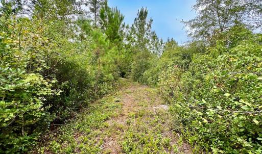 Photo #37 of Off  White Oak River Rd, Maysville, NC 41.0 acres