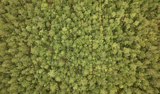 Photo #41 of Off  White Oak River Rd, Maysville, NC 41.0 acres