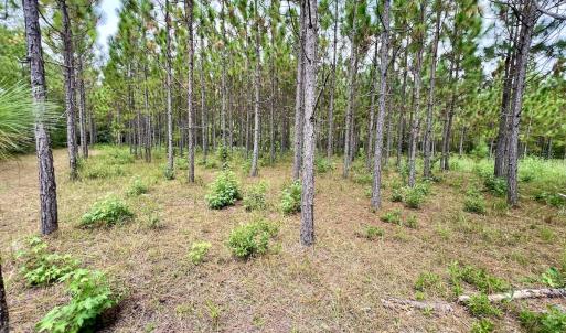 Photo #42 of Off  White Oak River Rd, Maysville, NC 41.0 acres