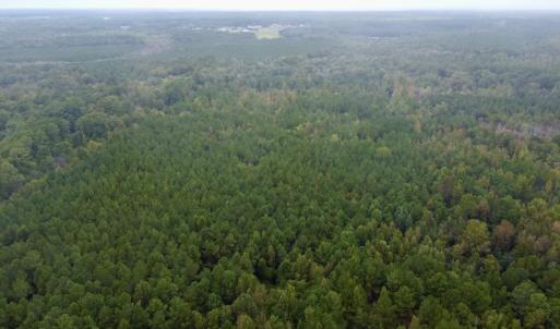Photo #11 of Off Bunnlevel Erwin Rd, Bunnlevel, NC 41.4 acres