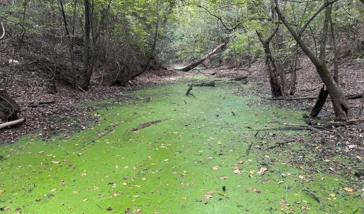 Photo #12 of Off Bunnlevel Erwin Rd, Bunnlevel, NC 41.4 acres