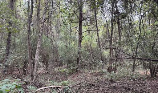 Photo #14 of Off Bunnlevel Erwin Rd, Bunnlevel, NC 41.4 acres