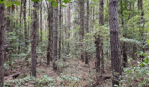Photo #16 of Off Bunnlevel Erwin Rd, Bunnlevel, NC 41.4 acres