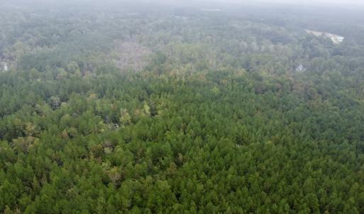 Photo #1 of Off Bunnlevel Erwin Rd, Bunnlevel, NC 41.4 acres