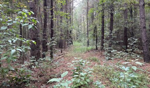 Photo #19 of Off Bunnlevel Erwin Rd, Bunnlevel, NC 41.4 acres