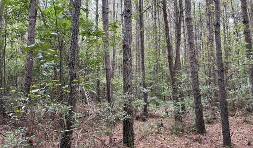 Photo #20 of Off Bunnlevel Erwin Rd, Bunnlevel, NC 41.4 acres