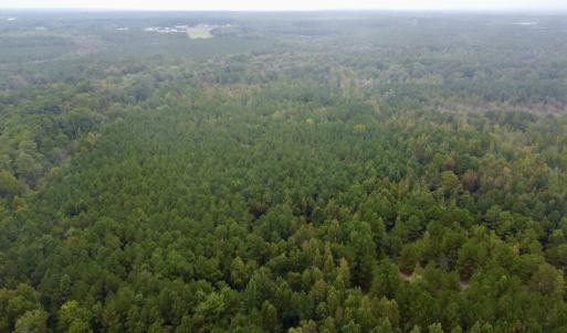Photo #2 of Off Bunnlevel Erwin Rd, Bunnlevel, NC 41.4 acres