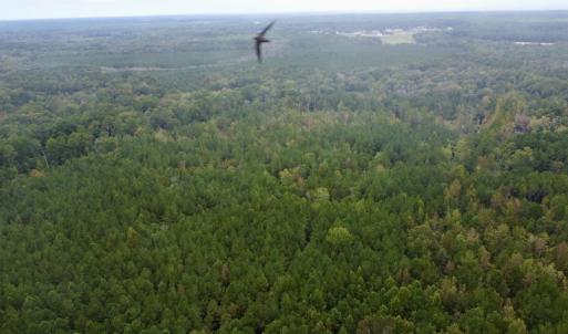 Photo #5 of Off Bunnlevel Erwin Rd, Bunnlevel, NC 41.4 acres