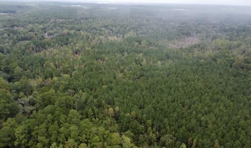 Photo #7 of Off Bunnlevel Erwin Rd, Bunnlevel, NC 41.4 acres